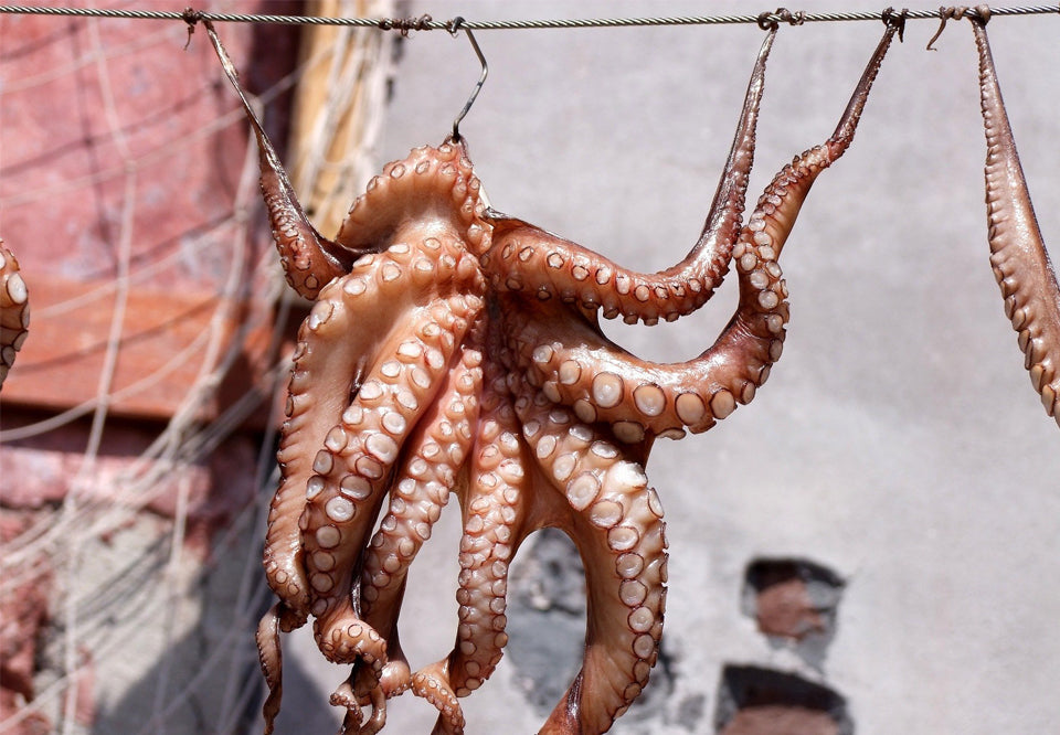 Squid Fishing